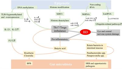 Critical Role of Gut Microbiota and Epigenetic Factors in the Pathogenesis of Behçet’s Disease